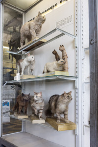 The small cat's display