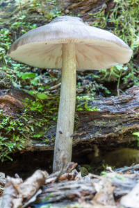 wpid1506-Fungi-6.jpg